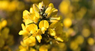 Ginster erblueht in farbenfrohem Gelb