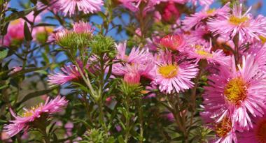 Herbstastern gibt es in verschiedenen Farben und Variationen
