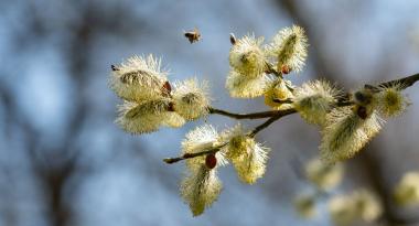 Biene besucht Palmkaetzchen einer Weide