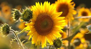 Die Sonnenblume wandert mit dem Sonnenstand