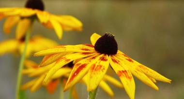 Sonnenhut aehnelt der Sonnenblume durch die gelben Bleuten