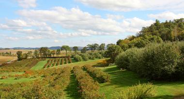 Ausblick über eine Apfelwiese
