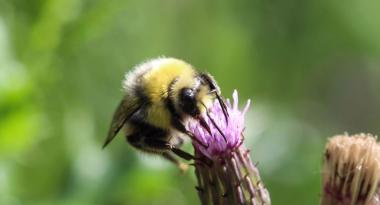 Heidehummel auf einer Blüte