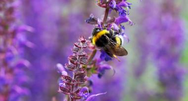 Eine Hummel auf einer Salbeiblüte
