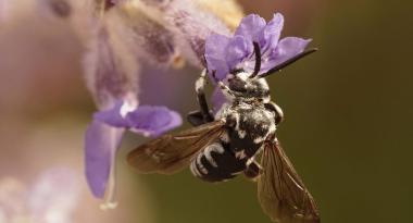 Schwarzgesichtige Fleckenbienen