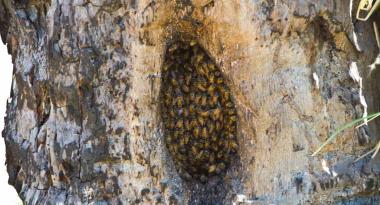 Bienen in Baum