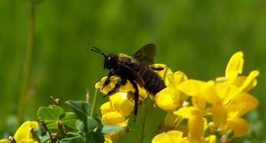 Schwarze Holzbiene