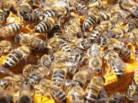 Bienenschwarm