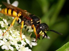 Europäischer Bienenwolf