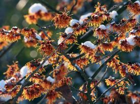 Zaubernuss im Schnee