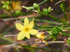 Blüte des Winterjasmins
