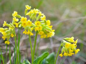 Goldgelbe Schlüsselblume in einer Wiese