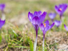 Lilafarbene Krokusse in einer Wiese