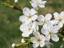 Blüten einer Süßkirsche