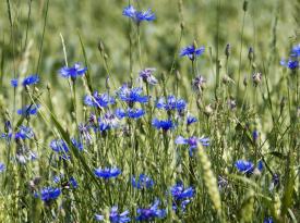Kornblume
