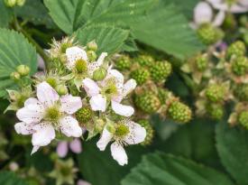 Brombeerblüten