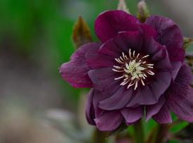 Die Christrose