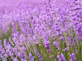 Der Lavendel