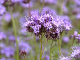 Die Phacelia