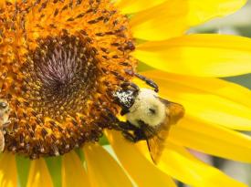 Eine Wildbiene und eine Honigbiene auf einer Sonnenblume