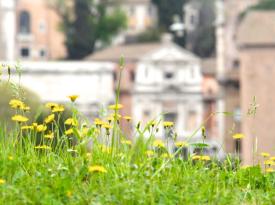 Blumenwiese in der Stadt