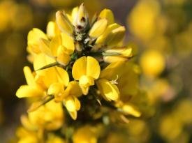 Ginster erblueht in farbenfrohem Gelb