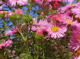 Herbstastern gibt es in verschiedenen Farben und Variationen