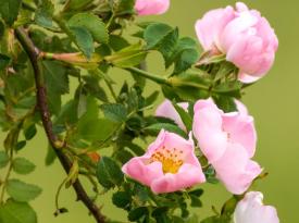Hundsrose mit ihren rosafarbenen Blueten