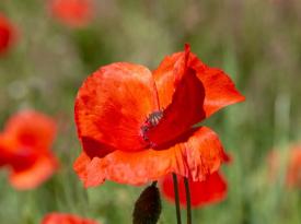 Klatschmohn sticht durch rote Blueten hervor