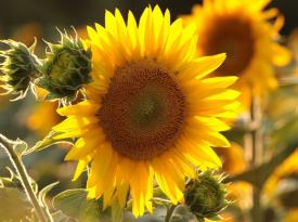 Die Sonnenblume wandert mit dem Sonnenstand