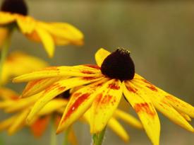 Sonnenhut aehnelt der Sonnenblume durch die gelben Bleuten
