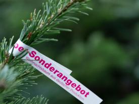 teaserbild-nachhaltig-weihnachtsbaum