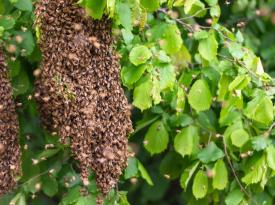 Ein Bienenschwarm in einem Baum