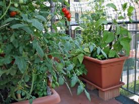 Nutzpflanzen auf dem Balkon
