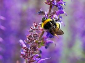 Eine Hummel auf einer Salbeiblüte