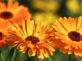 Ringelblume