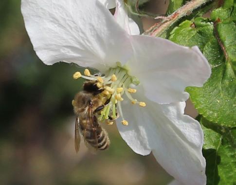 Biene besucht Apfelblüte