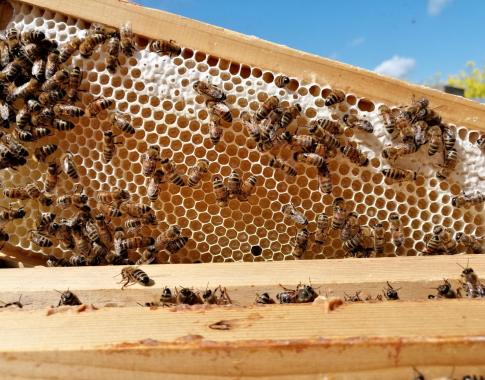 Was unseren Honig ausmacht ist sein unverfälschter Geschmack: Der Honig wird ausschließlich aus Waben mit hellem, frischem Wachs geerntet.