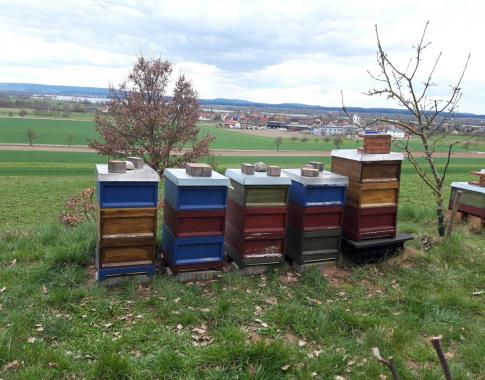 Bienenstand 