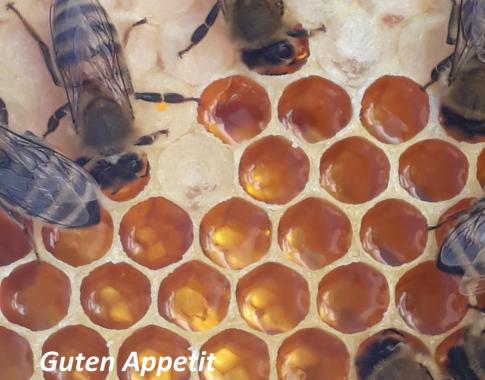 Bienen auf einer Honigwabe