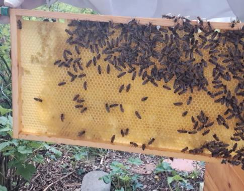 Bienen bei der Arbeit