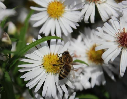 Biene in Sommeraster