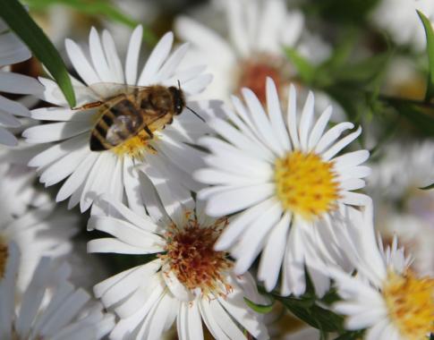 Biene auf Sommeraster