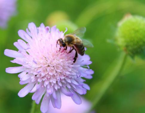 Biene auf Scabiosa