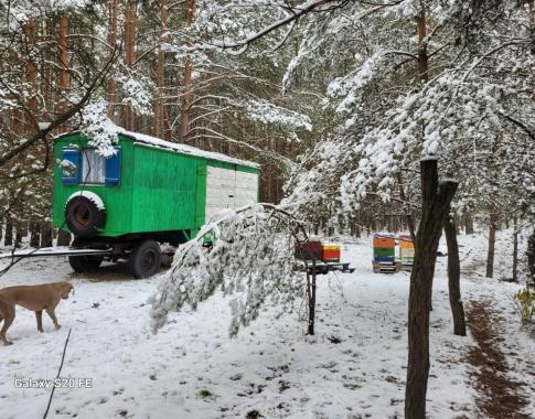 Bienen im Winter