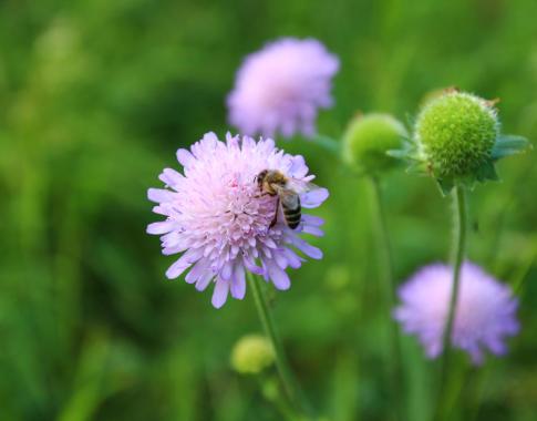 Biene in Scabiosa