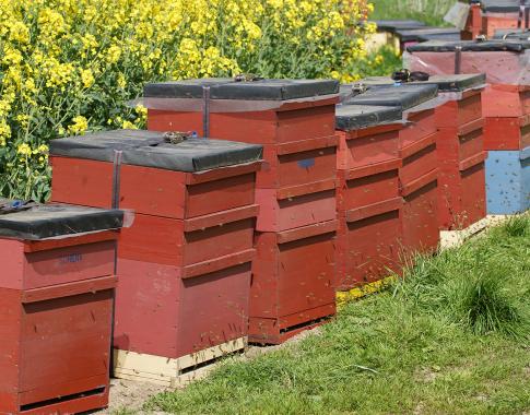Unsere Bienenbeuten
