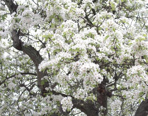 Unsere Obstbaumblüte