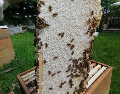 Honig-Wabe mit Bienen