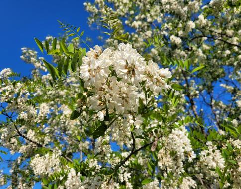 Im Frühjahr wandern wir mit unseren Bienen nach Niederösterreich, hier blüht Anfang Mai die Akazienblüte.